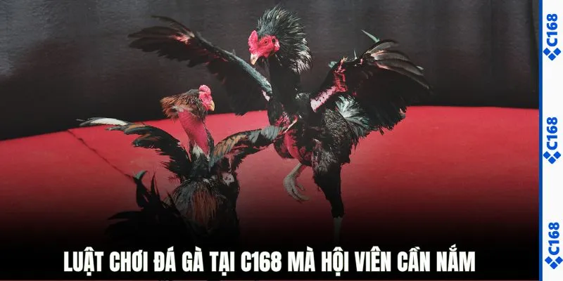 Luật chơi đá gà tại C168 mà hội viên cần nắm